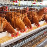 Tecnologia e inovação no SIAVS impulsionam a transformação do agronegócio brasileiro