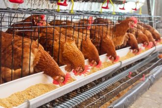 Tecnologia e inovação no SIAVS impulsionam a transformação do agronegócio brasileiro