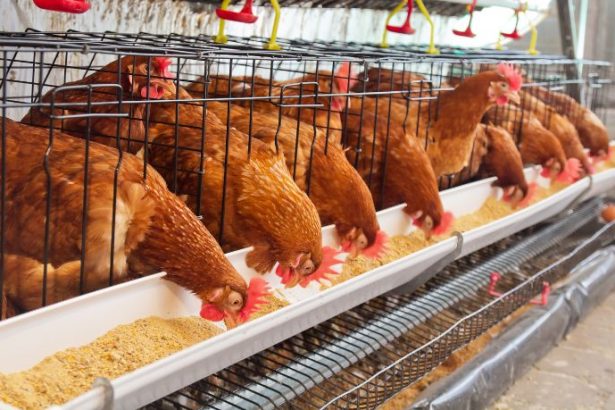 Tecnologia e inovação no SIAVS impulsionam a transformação do agronegócio brasileiro