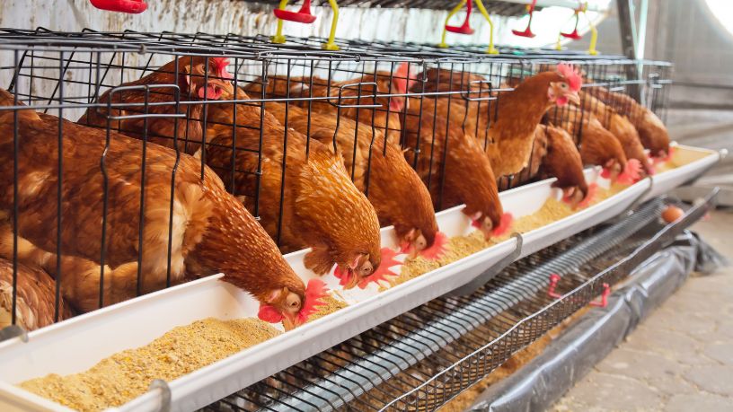 Tecnologia e inovação no SIAVS impulsionam a transformação do agronegócio brasileiro